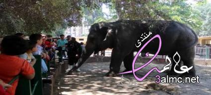    ,   ,     2018, Giza Zoo