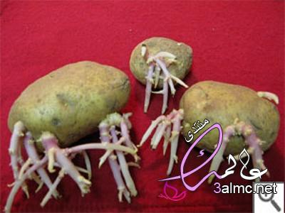 انبت البطاطس،زراعة البطاطس المنبته ... Cultivation of potato sprouts 3almik.com_10_22_164