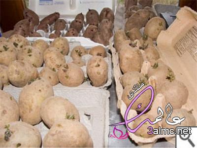 انبت البطاطس،زراعة البطاطس المنبته ... Cultivation of potato sprouts 3almik.com_10_22_164