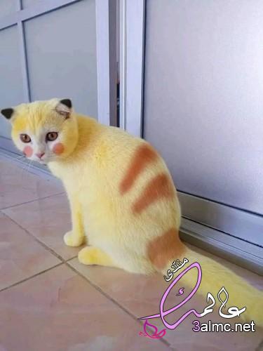 بالصور: قطة تشبه بيكاتشو.. ما قصتها؟، The Hunt for Pikachu 3almik.com_16_22_166