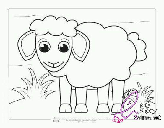 رسم خروف العيد للاطفال